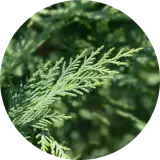 ヒノキ油