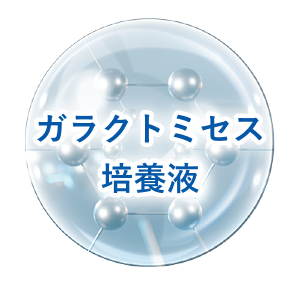 ガラクトミセス培養液